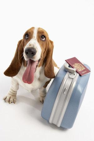 dog-with-suitcase